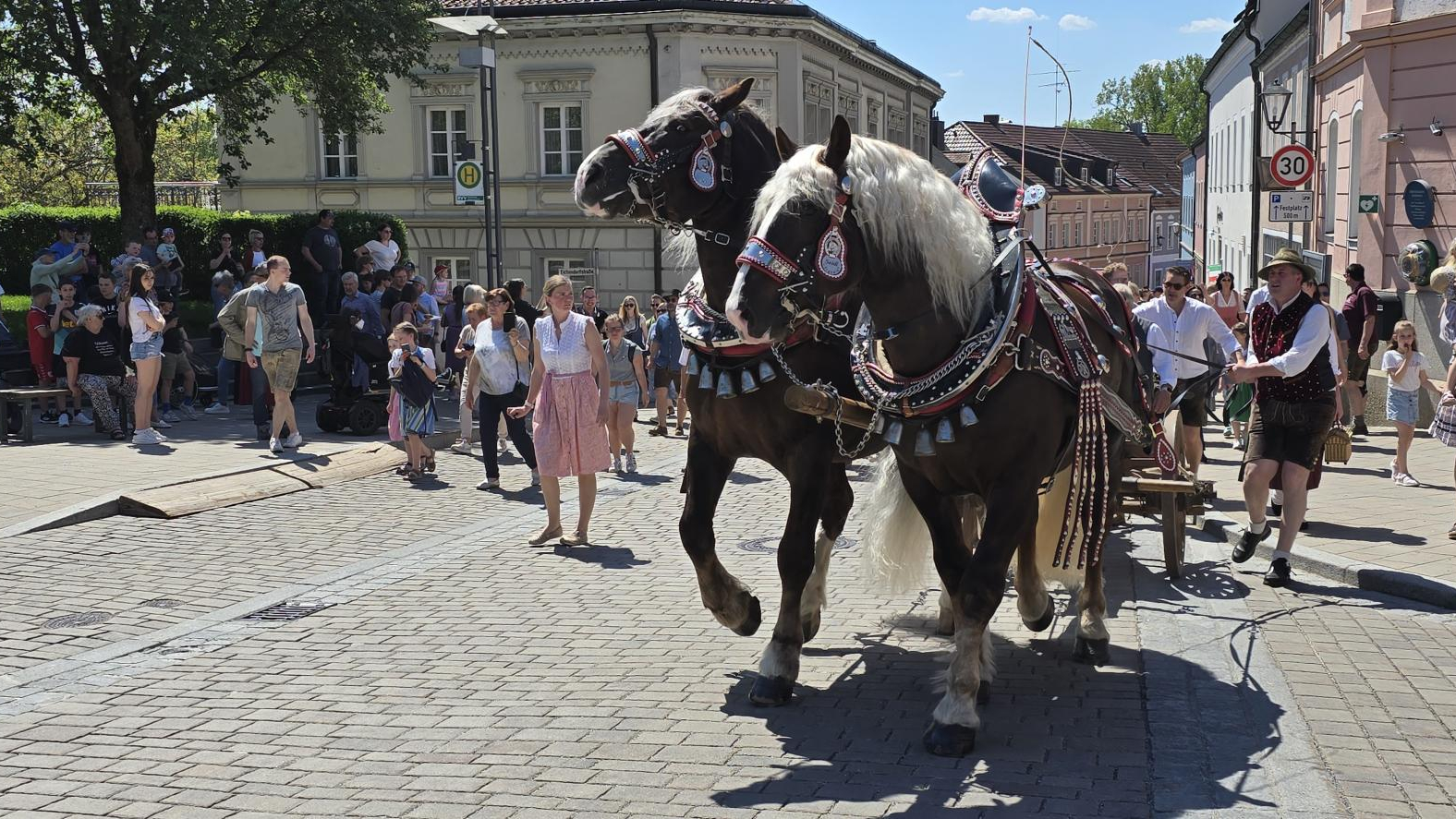 Rösser die den Maibaum ziehen