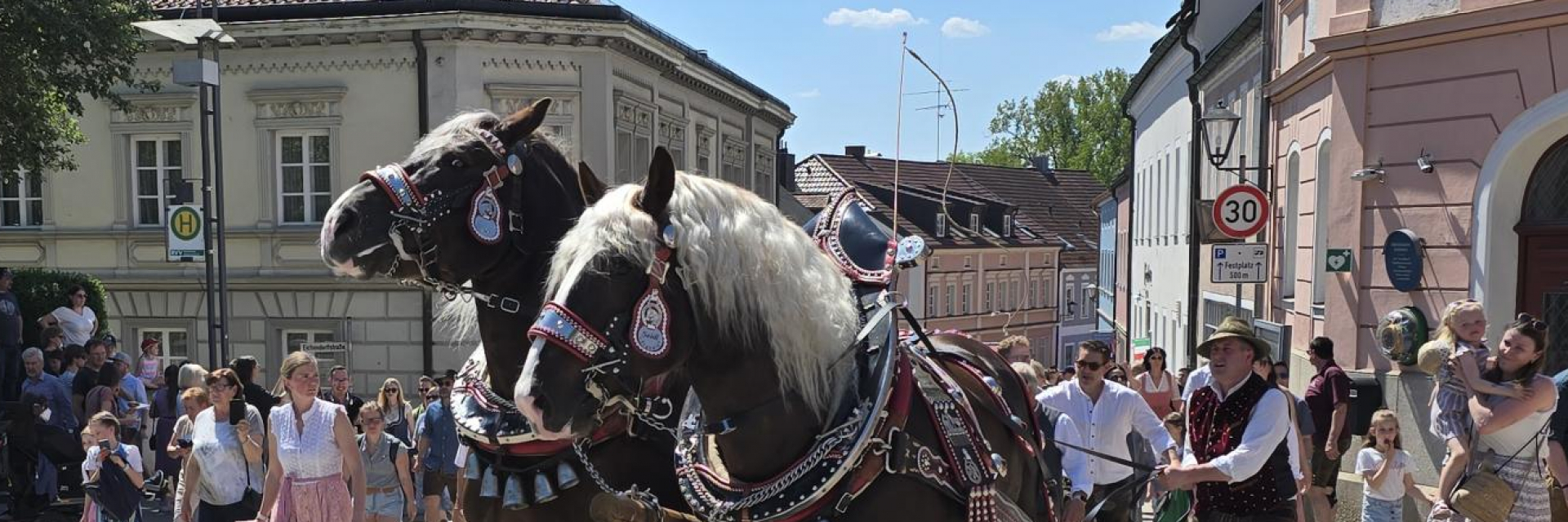 Rösser die den Maibaum ziehen