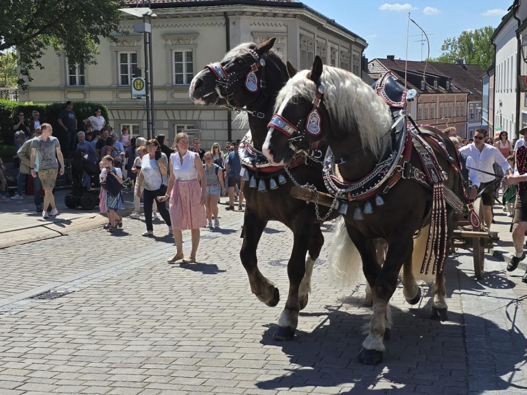 Rösser die den Maibaum ziehen