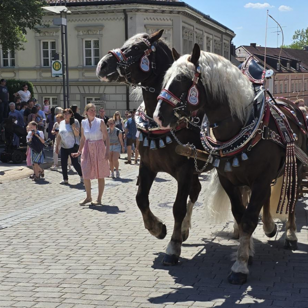 Rösser die den Maibaum ziehen