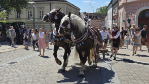 Rösser die den Maibaum ziehen