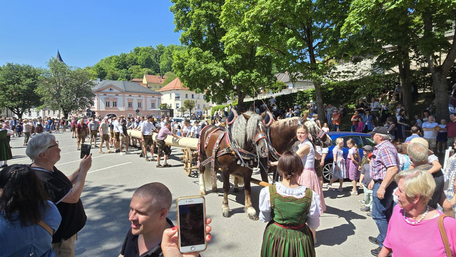 Rösser ziehen den Maibaum auf dem Festplatz