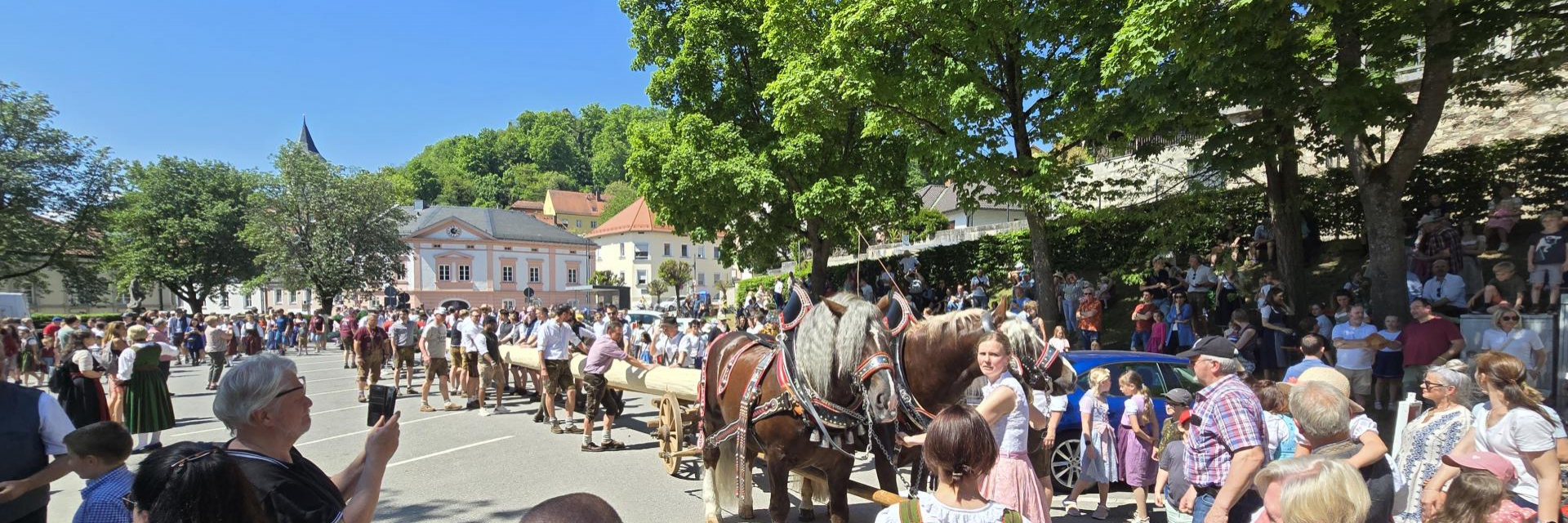 Rösser ziehen den Maibaum auf dem Festplatz