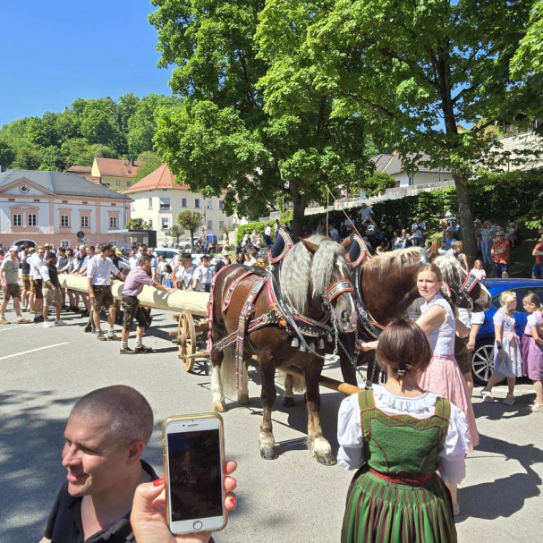 Rösser ziehen den Maibaum auf dem Festplatz
