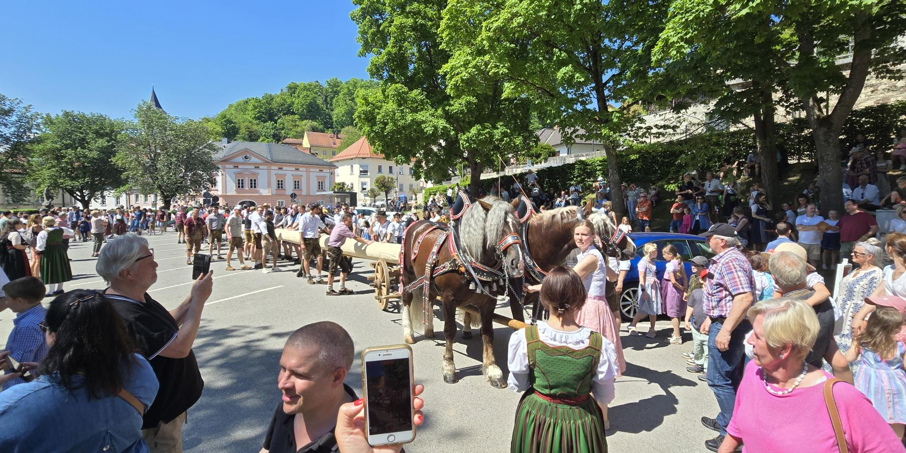 Rösser ziehen den Maibaum auf dem Festplatz