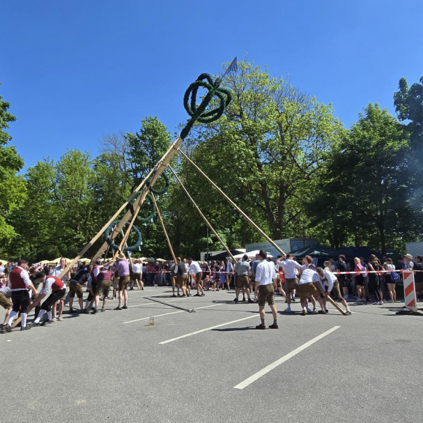 Maibaum wird mit langen Stangen nach oben geschoben