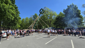 Maibaum wird mit langen Stangen nach oben geschoben