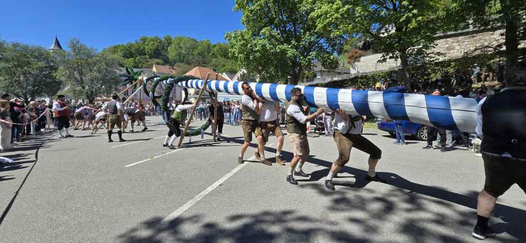 Maibaum wird aufgestellt